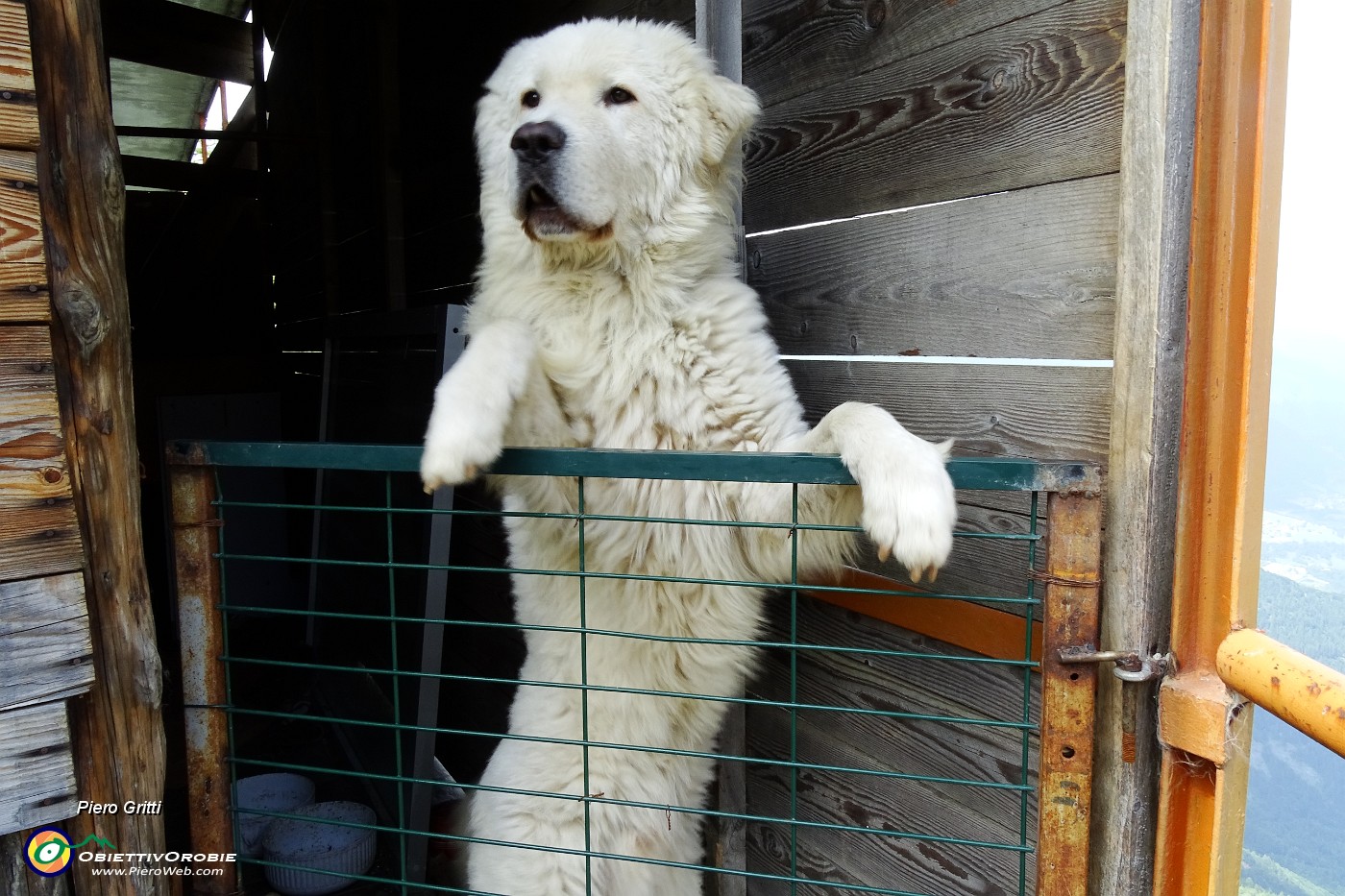 71 Il bel cane dei rifugisti.JPG